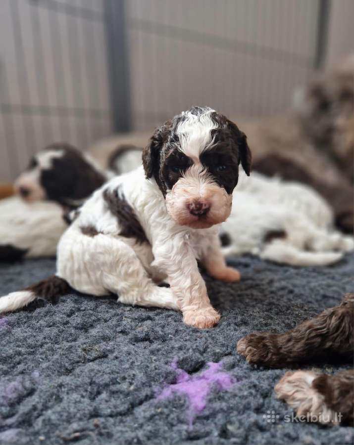 Lagotto Romagnolo - šuniukai su Fci kilmės dok