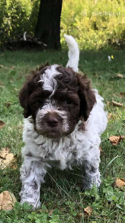 Lagotto Romagnolo - šuniukai su Fci kilmės dok