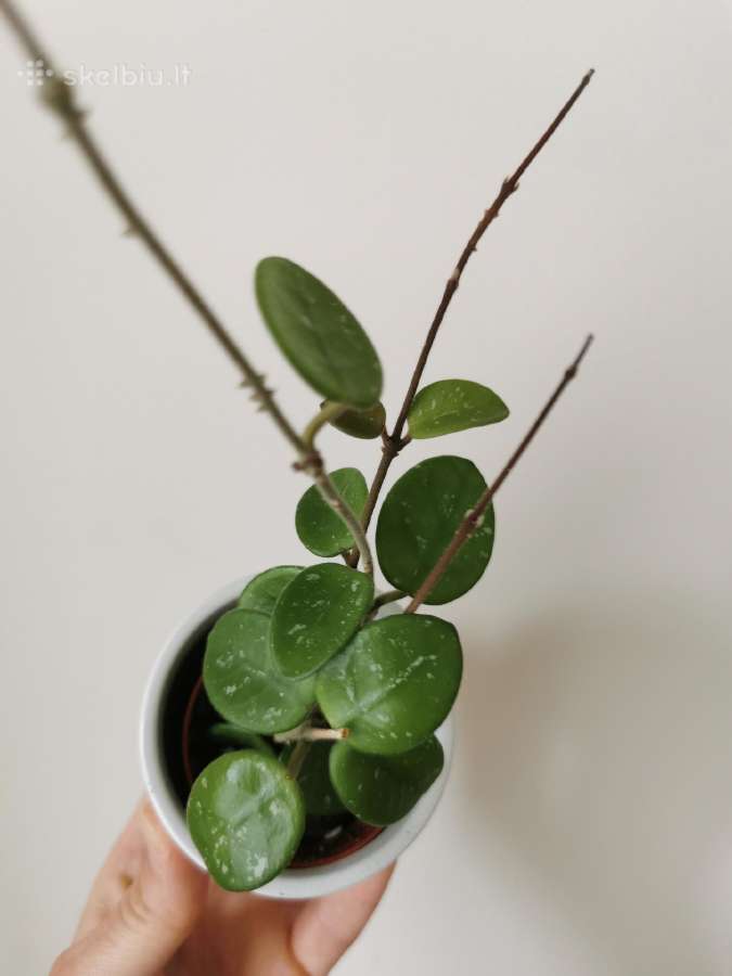Hoya (vaškuolė) Mathilde