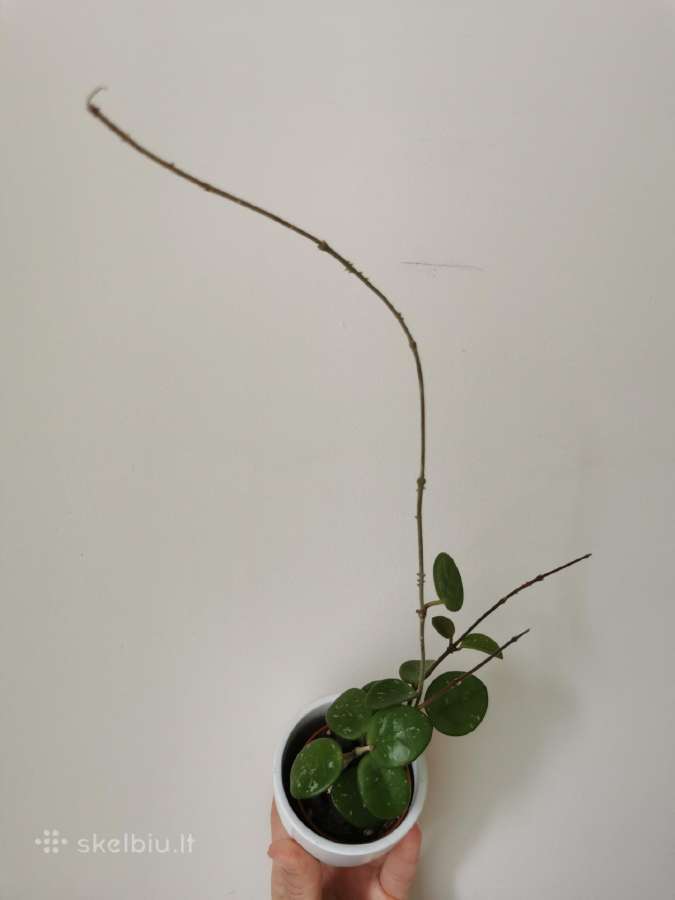 Hoya (vaškuolė) Mathilde - nuotraukos Nr. 2