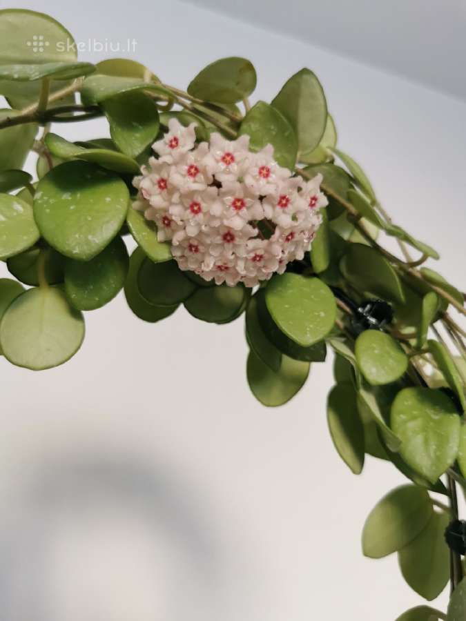 Hoya (vaškuolė) Mathilde - nuotraukos Nr. 3
