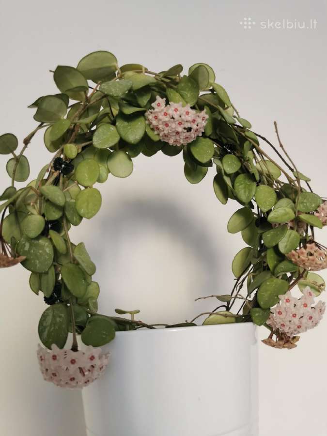 Hoya (vaškuolė) Mathilde - nuotraukos Nr. 4