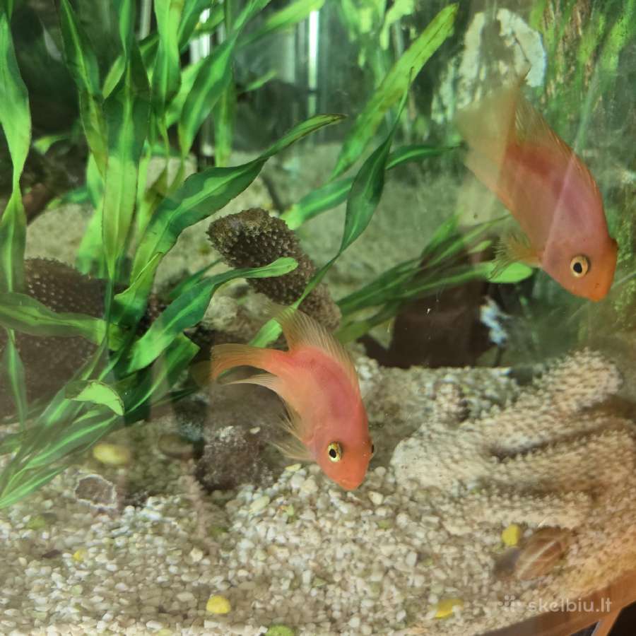 Akvariumas(lenktas,kampinis)+visa įranga ir žuvys - nuotraukos Nr. 3