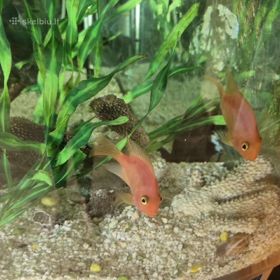 Akvariumas(lenktas,kampinis)+visa įranga ir žuvys - nuotraukos Nr. 4