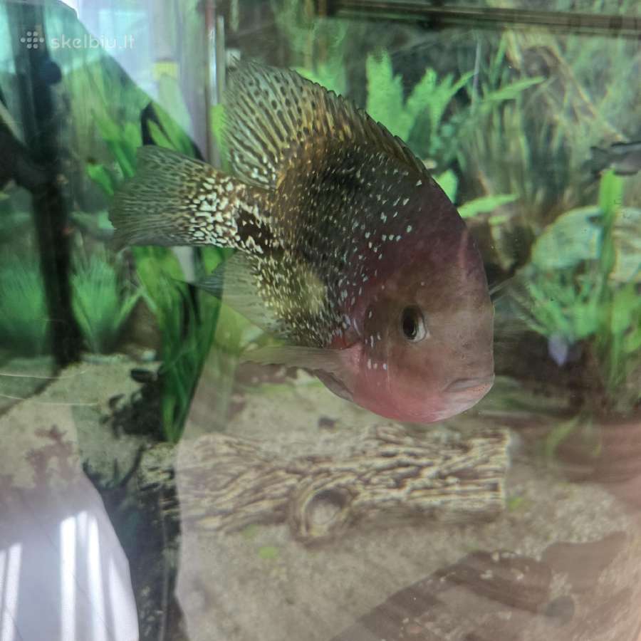 Akvariumas(lenktas,kampinis)+visa įranga ir žuvys - nuotraukos Nr. 6