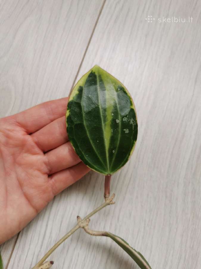 Hoya Macrophylla - nuotraukos Nr. 4