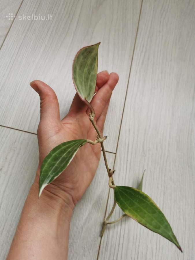 Hoya Macrophylla - nuotraukos Nr. 3