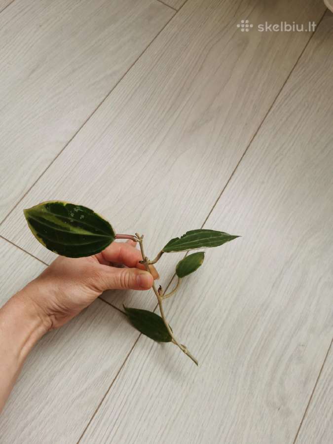 Hoya Macrophylla - nuotraukos Nr. 5