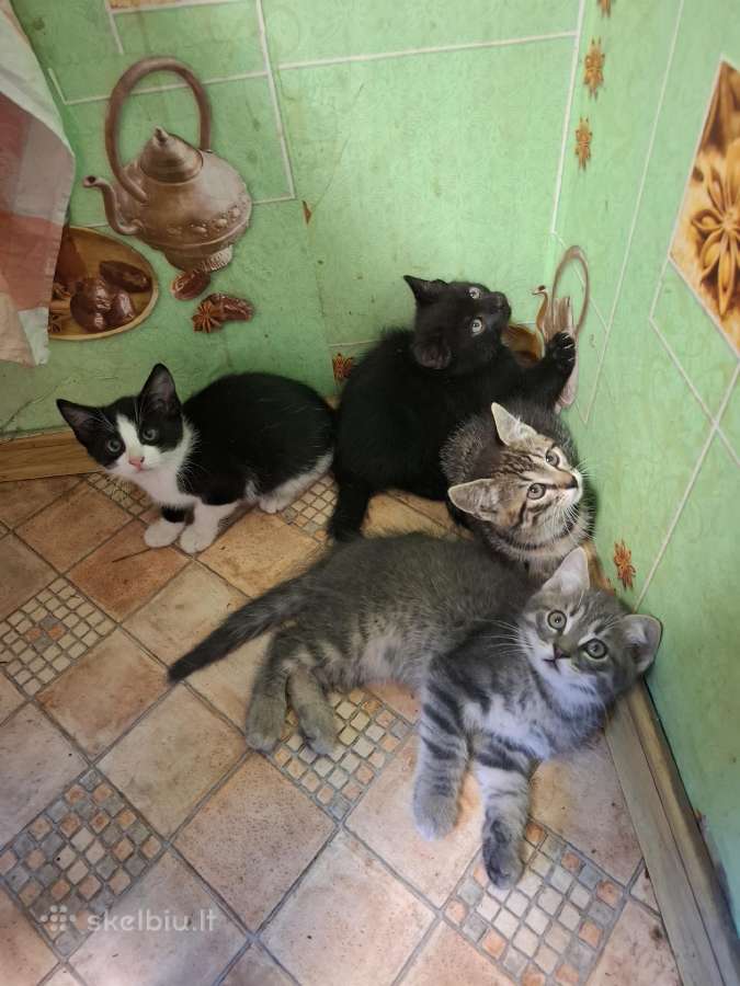 Dovanoju kačiukus