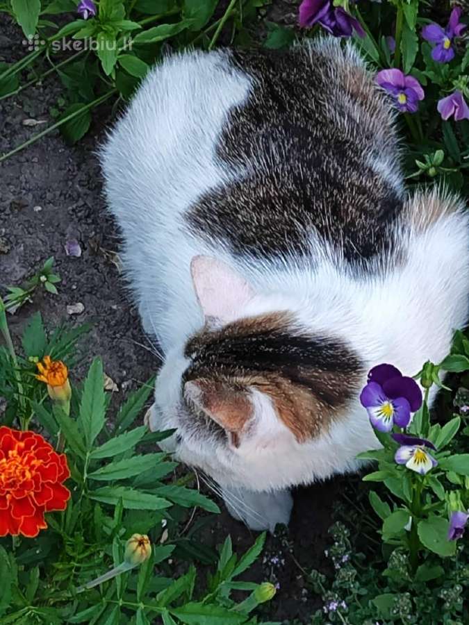 Dovanojame labai meilų ir švelnų katinėlį.