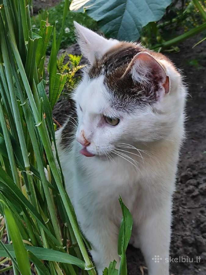 Dovanojame labai meilų ir švelnų katinėlį. - nuotraukos Nr. 4