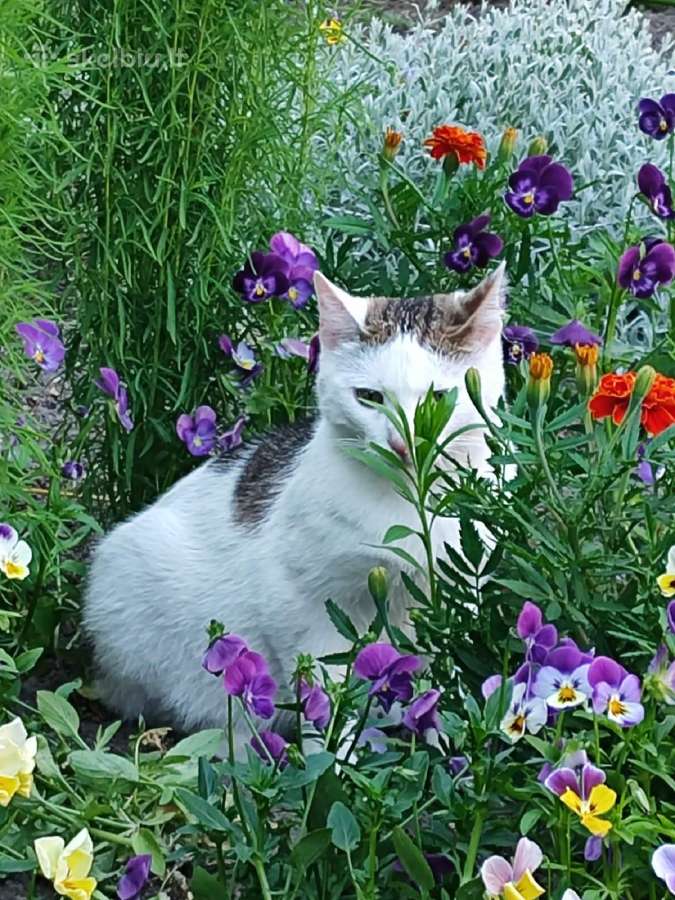 Dovanojame labai meilų ir švelnų katinėlį. - nuotraukos Nr. 2
