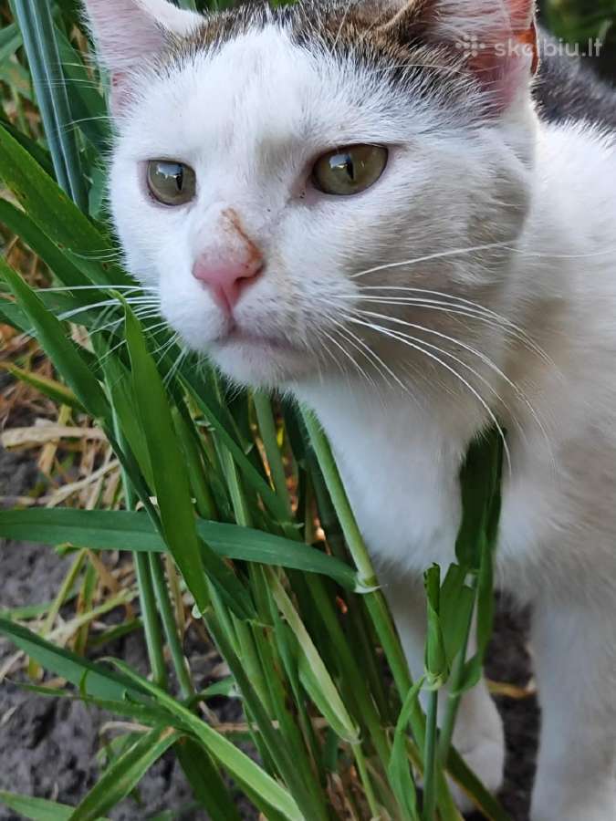 Dovanojame labai meilų ir švelnų katinėlį. - nuotraukos Nr. 5