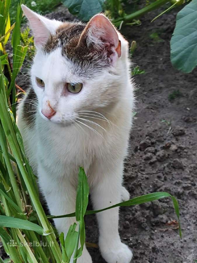 Dovanojame labai meilų ir švelnų katinėlį. - nuotraukos Nr. 6