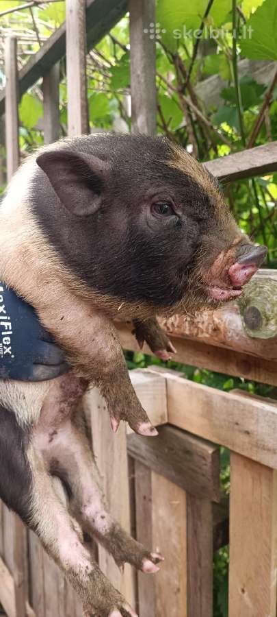 Vietnamo paršiukai
