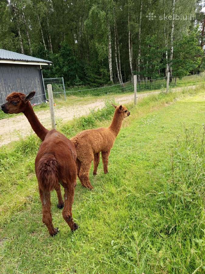Alpaka su jaunikle - nuotraukos Nr. 2