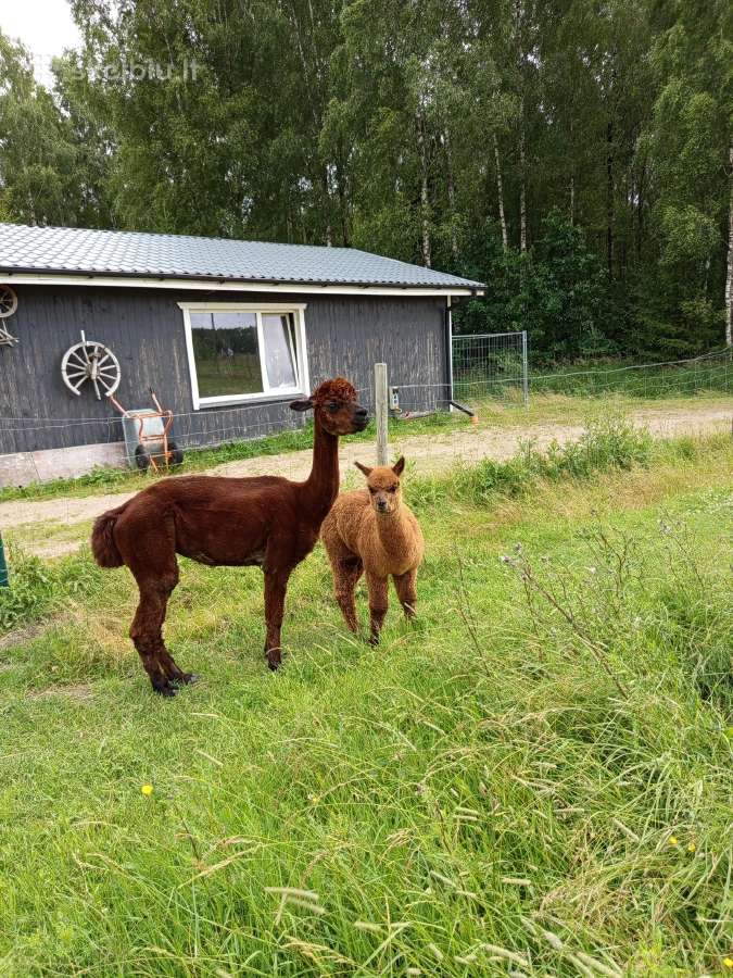 Alpaka su jaunikle - nuotraukos Nr. 3