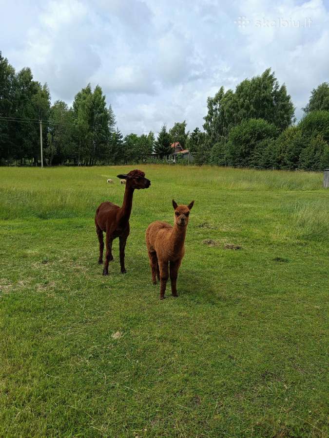 Alpaka su jaunikle - nuotraukos Nr. 5