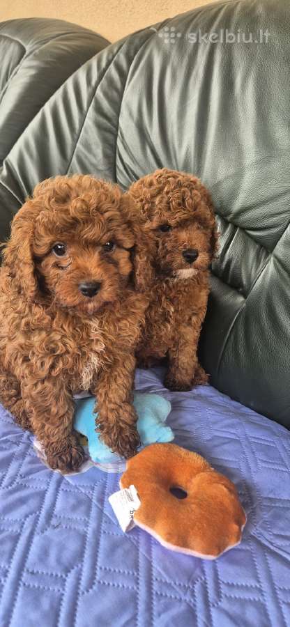 Cavapoo
