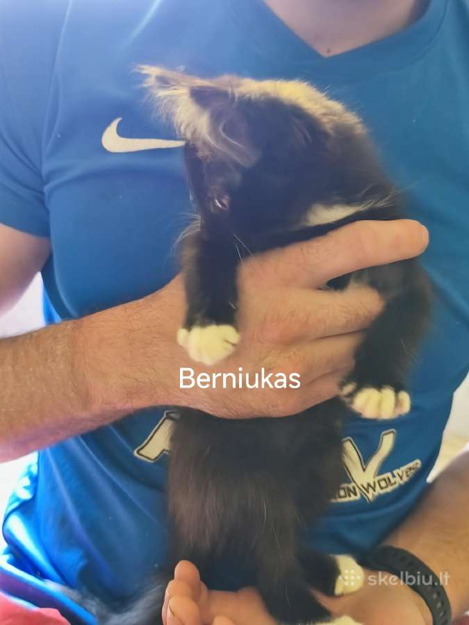 Atiduodami kačiukai amžius apie 3 mėnesius - nuotraukos Nr. 2