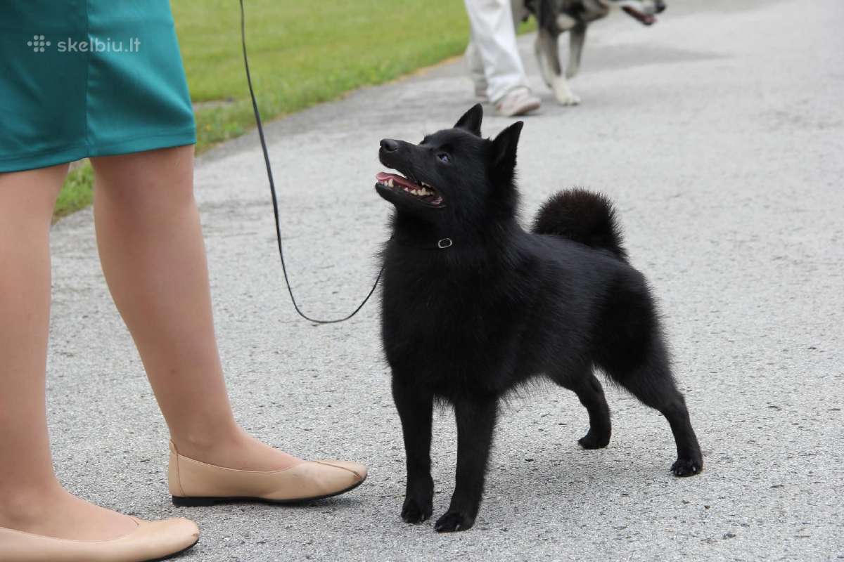 Poruojamas/kergimui Šiperkės (Schipperke) patinas - nuotraukos Nr. 12