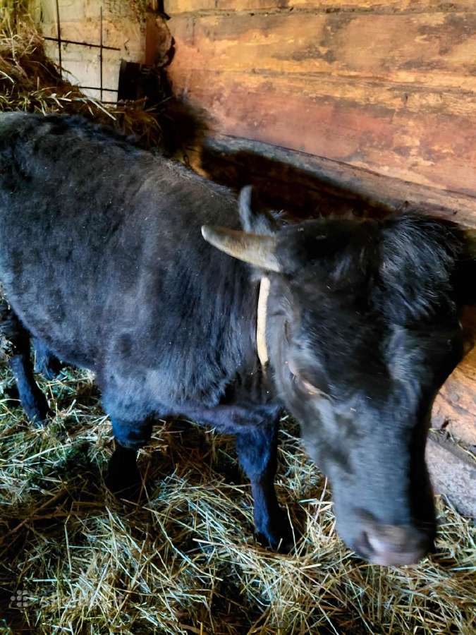 Parduodama Deksterio karvytė - nuotraukos Nr. 2