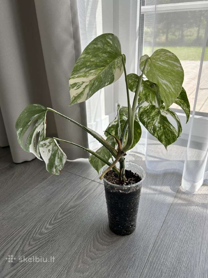 Monstera Albo
