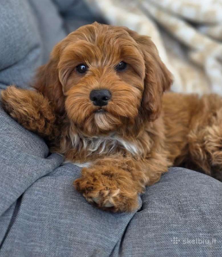 Cavapoo F1 - nuotraukos Nr. 3