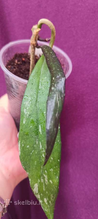 Hoya (vaškuolių)assorti. - nuotraukos Nr. 10