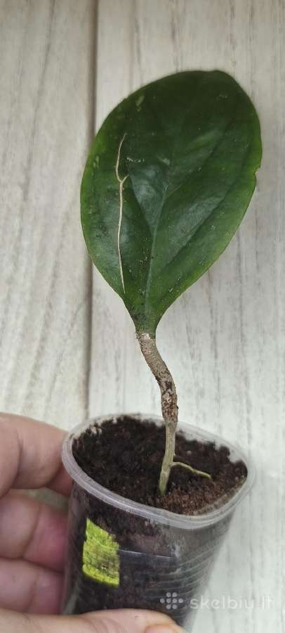 Hoya (vaškuolių)assorti. - nuotraukos Nr. 3