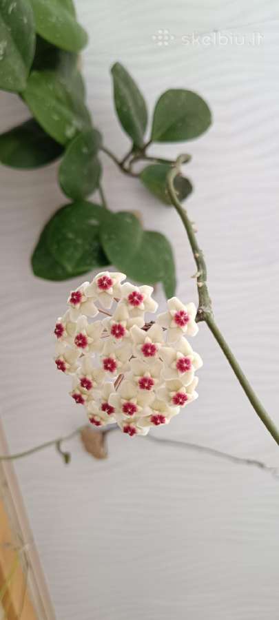 Hoya (vaškuolių)assorti. - nuotraukos Nr. 9