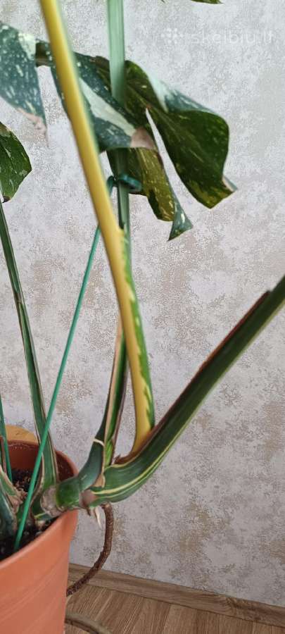 The Monstera Thai Constellation 'Crme Brle'(?