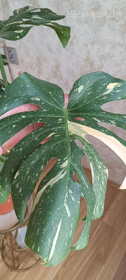 The Monstera Thai Constellation 'Crme Brle'(? - nuotraukos Nr. 10
