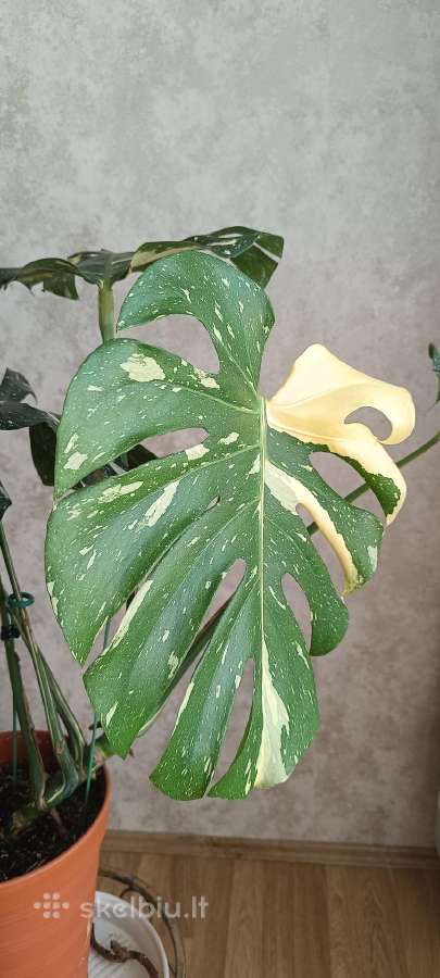 The Monstera Thai Constellation 'Crme Brle'(? - nuotraukos Nr. 11