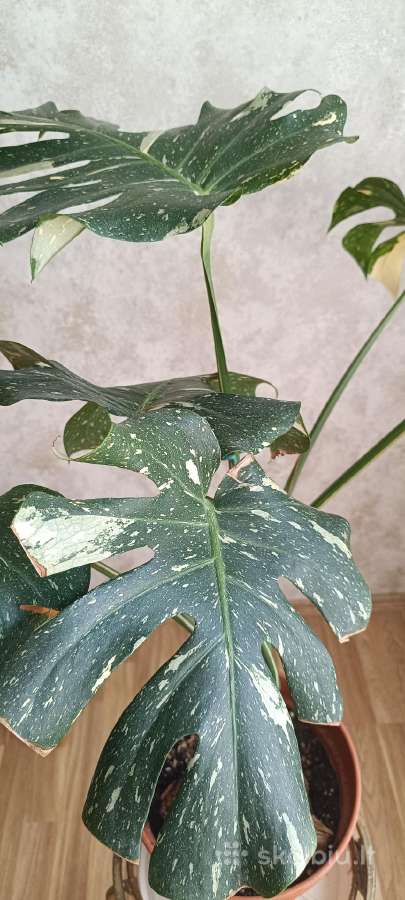 The Monstera Thai Constellation 'Crme Brle'(? - nuotraukos Nr. 12