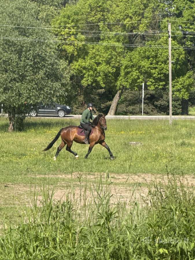 Parduodu apjotą Lietuvos sunkiųjų kumelę