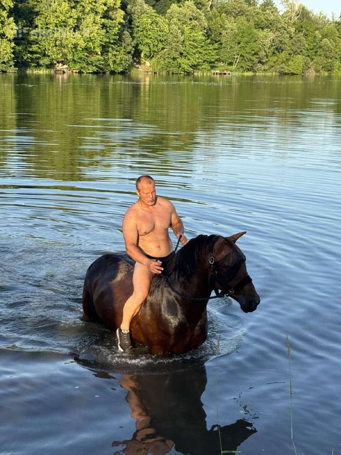 Parduodu apjotą Lietuvos sunkiųjų kumelę - nuotraukos Nr. 4