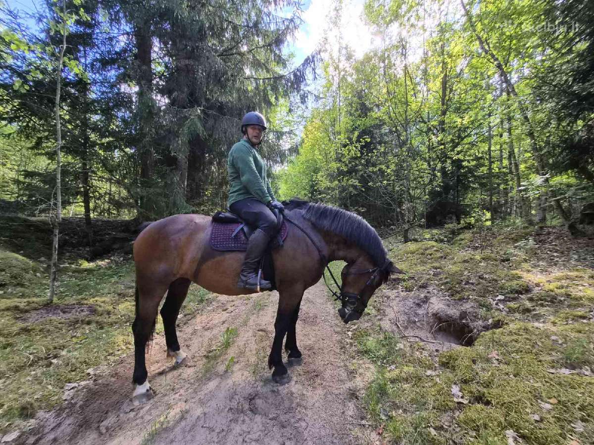 Parduodu apjotą Lietuvos sunkiųjų kumelę - nuotraukos Nr. 6