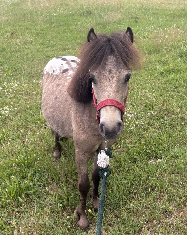 Ponis