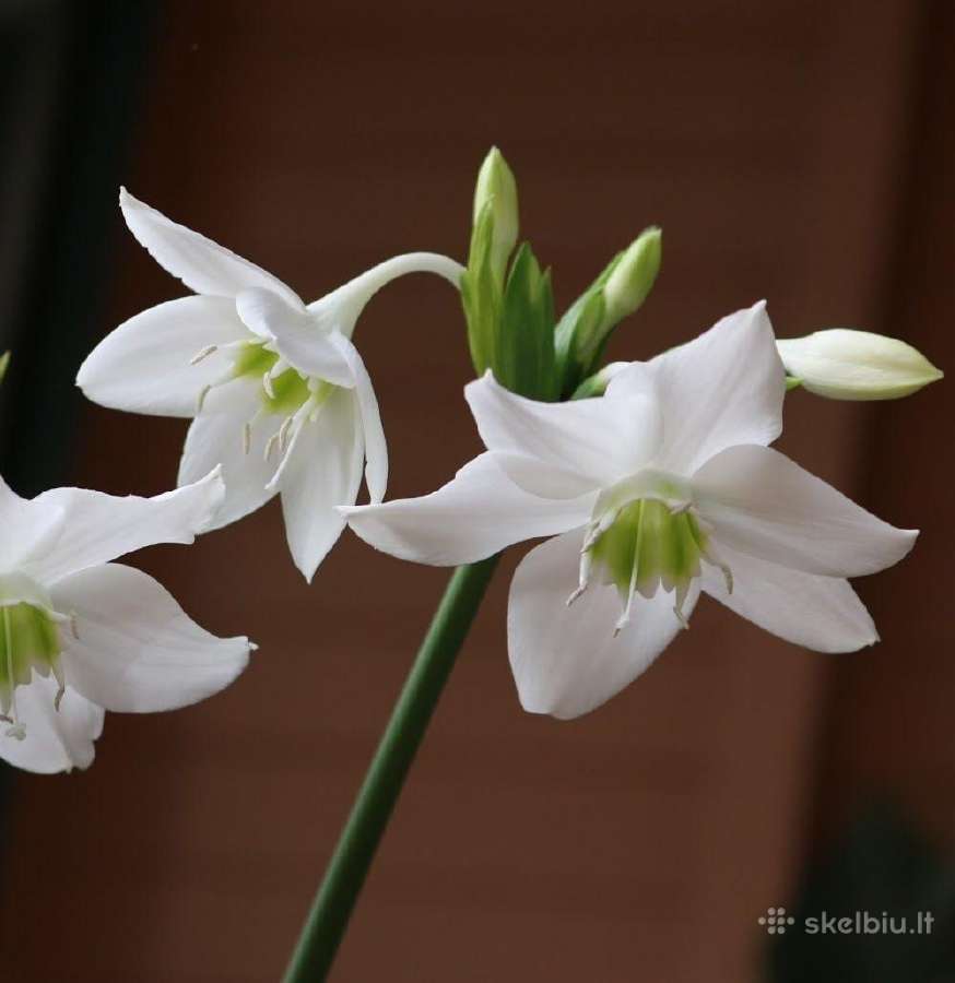 Eucharis