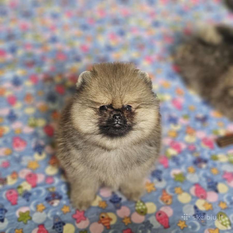 Nykštukiniai-pomeranų špiciukai