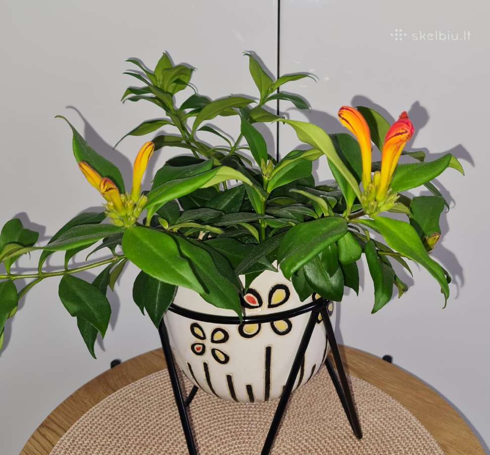 Aeschynanthus (aiškenis) - nuotraukos Nr. 4