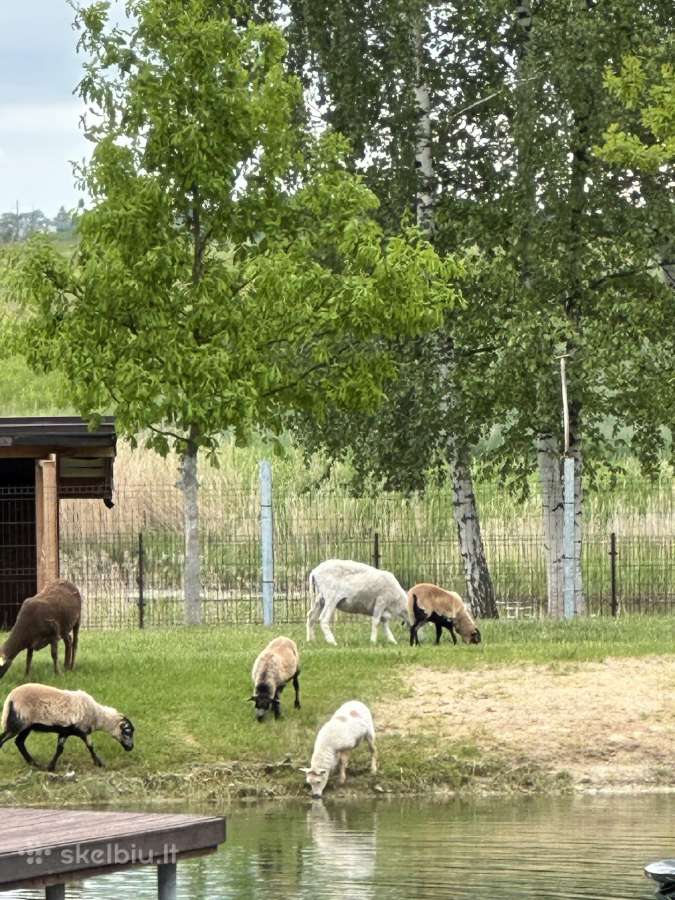 Ėriena, ėriukai, avys