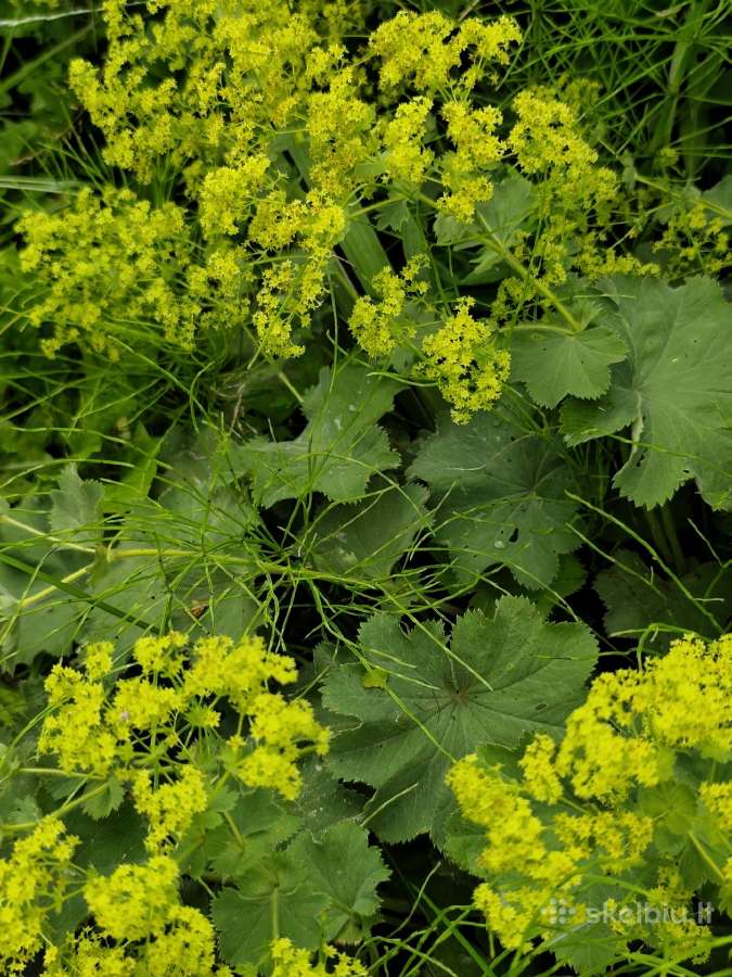 Rasakila parduodu - nuotraukos Nr. 2