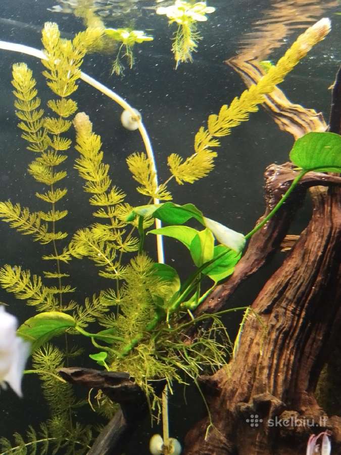 Akvariumo augalai