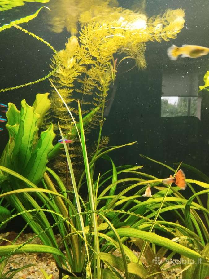 Akvariumo augalai - nuotraukos Nr. 2
