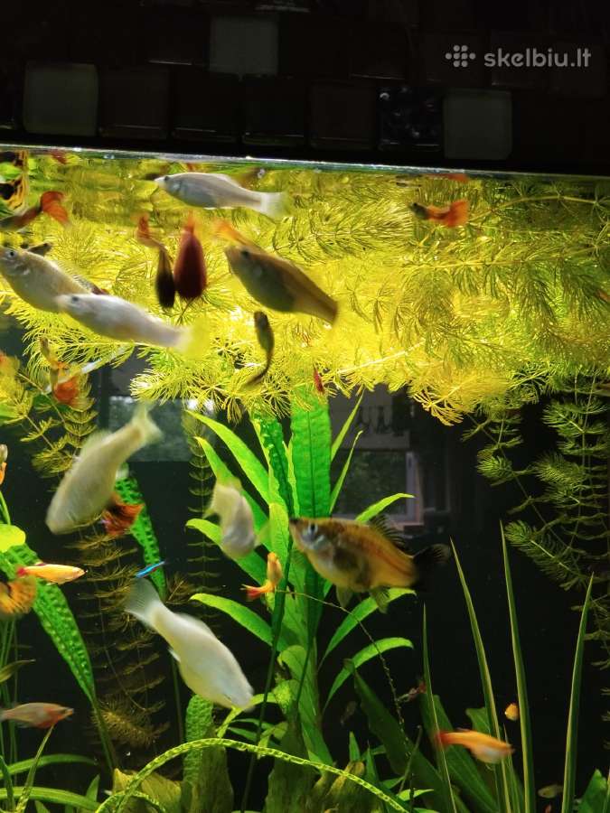 Akvariumo augalai - nuotraukos Nr. 3