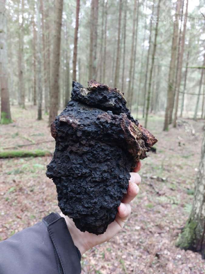Čaga beržo grybas - nuotraukos Nr. 2
