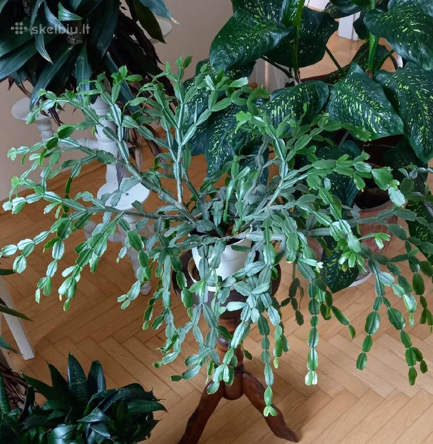 Parduodu gražų Kalėdinį kaktusą (Schlumbergera)