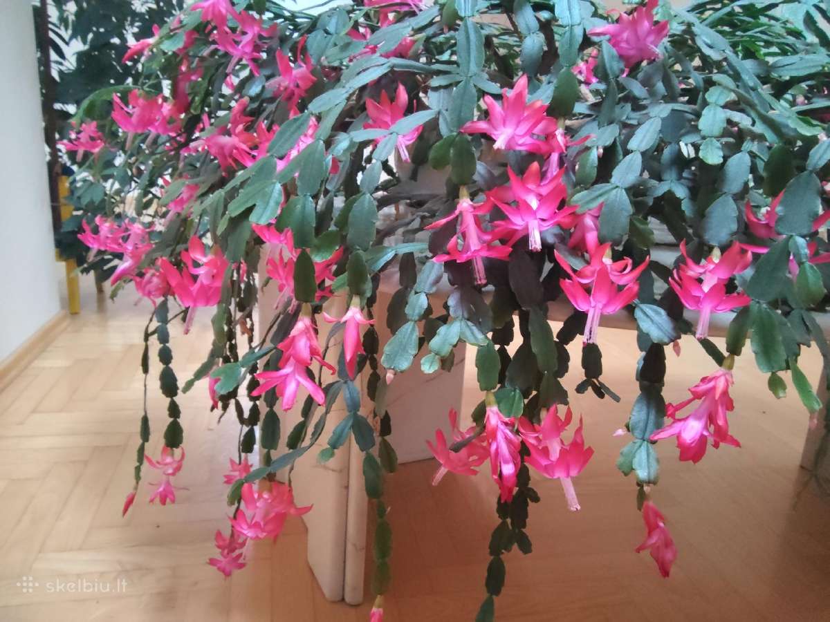 Parduodu gražų Kalėdinį kaktusą (Schlumbergera) - nuotraukos Nr. 2
